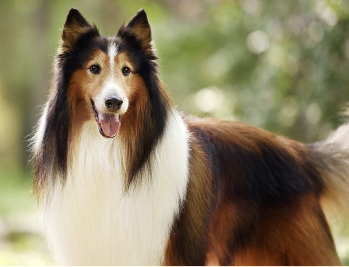 个性牧羊犬，苏牧，公母都有，欢迎询价